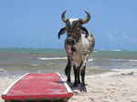 JPEG 640x480 DirectClass 8-bit 154kb 0.0u 0:01