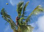 JPEG 640x479 DirectClass 8-bit 199kb 0.0u 0:01