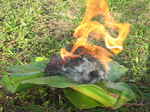 JPEG 640x480 DirectClass 8-bit 253kb 0.0u 0:01