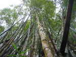 JPEG 640x480 DirectClass 8-bit 284kb 0.0u 0:01