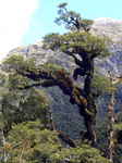 JPEG 480x640 DirectClass 8-bit 312kb 0.0u 0:01