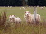JPEG 640x480 DirectClass 8-bit 242kb 0.0u 0:01